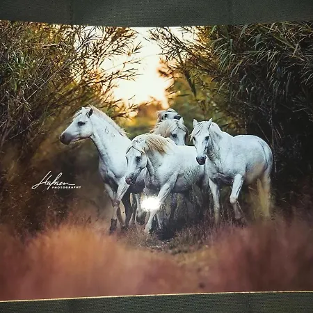 Les Oliviers De Camargue Salin-de-Giraud